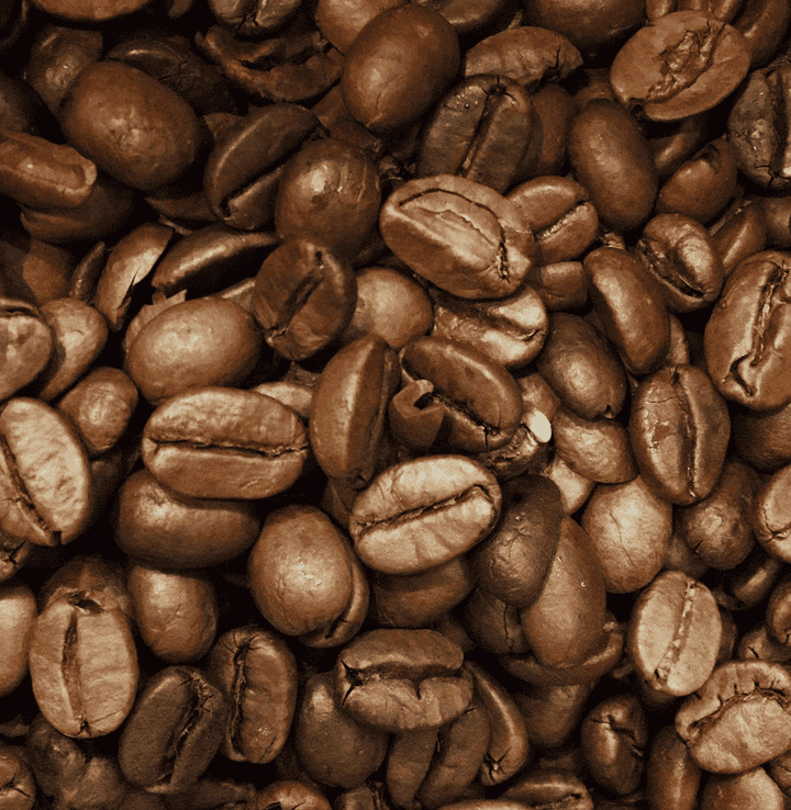 Maragogype bønner (Elefant bønne) - Tebutikken Thrysøe