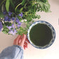 ØKOLIGISK MATCHA TE - Thebutikken Thrysøe 